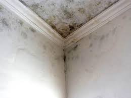 Environmental Consulting for Mold Prevention in Smethport, PA