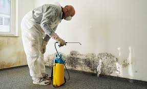 Best Basement Mold Removal  in Smethport, PA