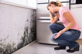 Best Commercial Mold Inspection  in Smethport, PA